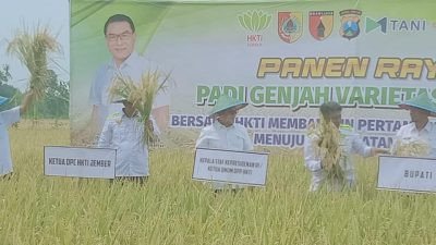 Kepala Staf Presiden RI Moeldoko Panen Raya Varietas Padi M70D di Lojejer Jember, 75 Hari Bisa Panen
