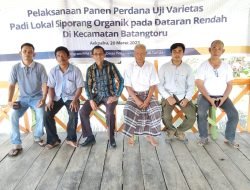 Uji Varietas Benih Padi Siporang Organik di Tapsel Menuai Kontroversi, Ini Tanggapan Sejumlah Tokoh