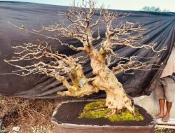 Bonsai Arjasa Jember Beradu Cantik Diajang Lomba yang Diselenggarakan PPBI