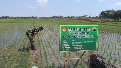 Pasiter Kodim 0711 Pemalang Terjun Langsung ke Lapangan, Mendukung Program Ketahanan Pangan