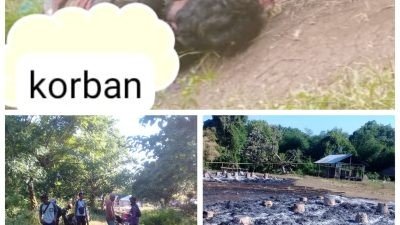 Polisi Amankan 2 Pelaku Pembunuhan di Sumba Barat Daya, Diduga Akibat Kebakaran Dua Rumah