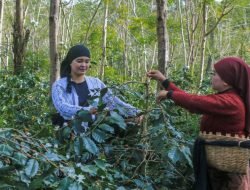 Dikenal Kota Tape, Bondowoso Juga Penghasil Kopi dan Pasar Ikan Pindang Terbesar di Jatim