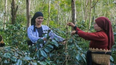 Dikenal Kota Tape, Bondowoso Juga Penghasil Kopi dan Pasar Ikan Pindang Terbesar di Jatim