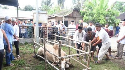 Pemkab Tapsel Bersama Para Pemangku Kepentingan Tebarkan Hewan Kurban di 15 Kecamatan