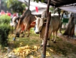 Imbauan Bupati Salwa saat Kurban 8 Sapi: Jangan Gunakan Bungkus Plastik