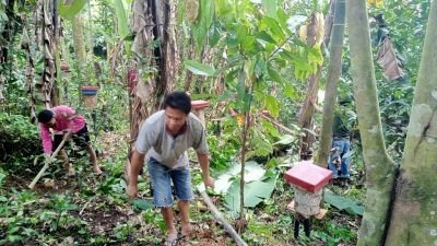 Kelompok Budidaya Madu Galo-Galo Binaan Nagari Cubadak Pasaman Suplai Kebutuhan 10 Posyandu