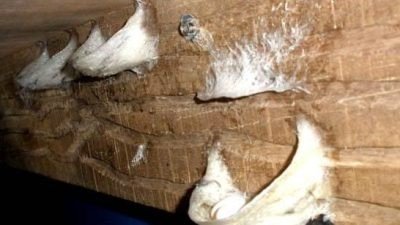 Retribusi Pajak Sarang Walet di Aceh Tamiang Relatif Rendah, Ternyata Ini Penyebabnya