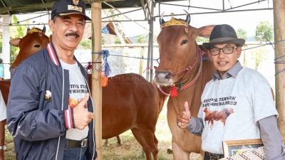 Disnak Jatim Bersama DKPP Pamekasan Gelar Festival Ternak Sapi Madura 2023, Dukung Pelestarian Plasma Nutfah