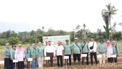 Bupati Tapsel Panen Perdana Bawang Merah Bersama Koptan Tunas Muda Arse