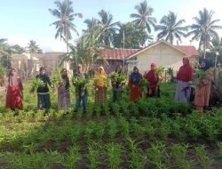 Gunakan Metode Hortikultura, Pemdes Onemay di Taliabu Panen Perdana Budidaya Sayuran dan Selada