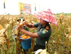 Panen Jagung Perdana, Kodim 0117 Aceh Tamiang Sukses Jalankan Program I’M Jagong Kodam Iskandar Muda