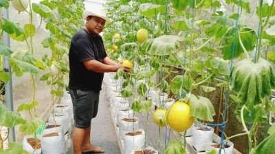 Kreatif, Pria di Banjarnegara Merubah Lahan Sempit Menjadi Lokasi Media Tanam Hidroponik
