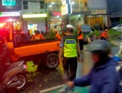 Satu Pohon Tumbang di Jalan Ahmad Yani Jember Timpa Tiga Mobil