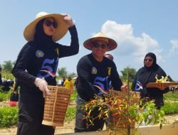 Bupati Taliabu Gelar Panen Raya di Kebun Percontohan Seluas 1,8 Hektar Bersama Ketua Tim HKG PKK se-Provinsi Maluku Utara