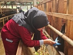 Vaksinasi PMK di Kabupaten Blitar Capai Lebih 90 Persen dari Total Populasi Beresiko