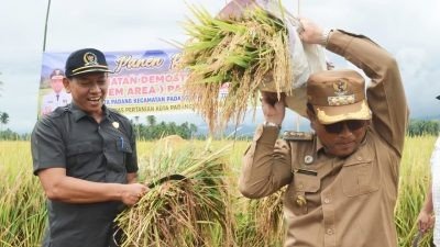 Pj Wali Kota Padangsidimpuan Panen Raya Padi Sawah di Desa Huta Padang