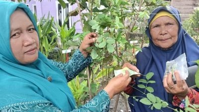 Toga Binaan PKK Desa Sipangko di Tapsel Menjadi Sumber Kesehatan Warga