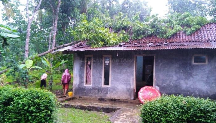 Akibat Hujan Lebat Disertai Angin Ribut, Pohon Mahoni Tumbang Menimpa Rumah Warga di Banjarnegara