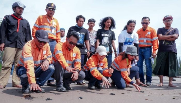 PT Agincourt Resources Siap Lepas 1.000 Tukik Pantai Barat Muara Opu