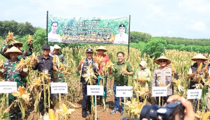 Dukung Peningkatan Hasil Hutan, Forkopimda Ngawi Bersama Perhutani Panen Raya Jagung