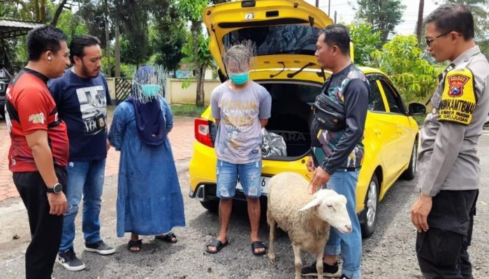 Gondol Dua Ekor Kambing, Pasutri Warga Dawuhan Bondowoso Terancam 7 Tahun Penjara