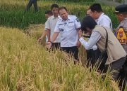 Kabupaten Jember Punya Lahan Pertanian Terluas ke-3 se-Indonesia