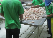 Carrefour Menghentikan Penjualan Paha Kodok Indonesia Setelah Investigasi Mengerikan PETA