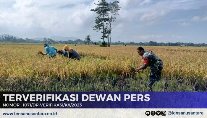 Panen Padi Lancar, Warga Kademangan Apresiasi Peran Babinsa Kodim 0822 Bondowoso