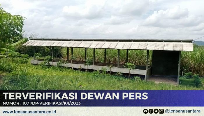10 Ekor Sapi Program Ketahanan Pangan Desa Kaliajir Lenyap, Begini Kata Berbagai Pihak