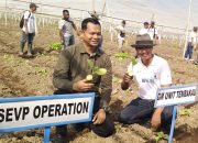 PTPN 1 Regional IV Jember Tanam Perdana Tembakau, Harapkan Kualitas Tahun Ini Naik 32 Persen