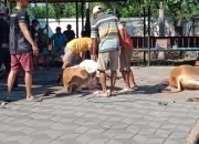 PTPN I Regional 4 Jember Bagikan Daging Kurban Kepada Warga