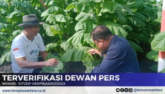 PTPN I Regional 4 Jember Panen Perdana Tembakau Hasil Produksi Penuhi Kebutuhan Pasar Ekspor