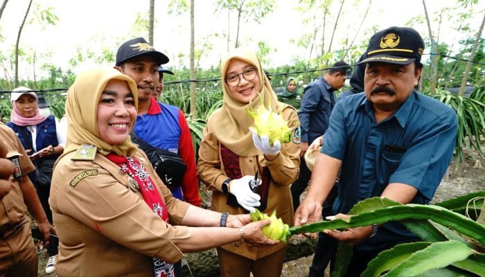 Memiliki Rasa yang Unik, Buah Naga Kuning Banyuwangi Banyak Diburu