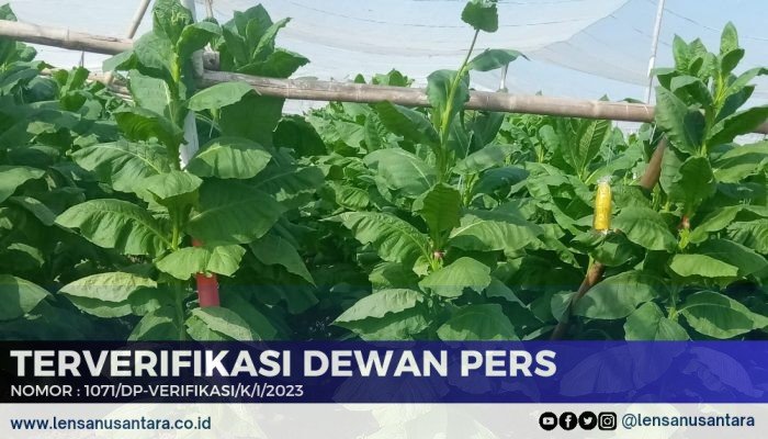 Tanggapi Keluhan Petani Soal Naiknya PBB, Plt Bapenda Jember: Pertanian dan Peternakan Bisa Ajukan Tarif Thusus