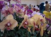 Festival Anggrek II 2024 di Jember: Ajang Silaturahmi dan Pengembangan Agrowisata