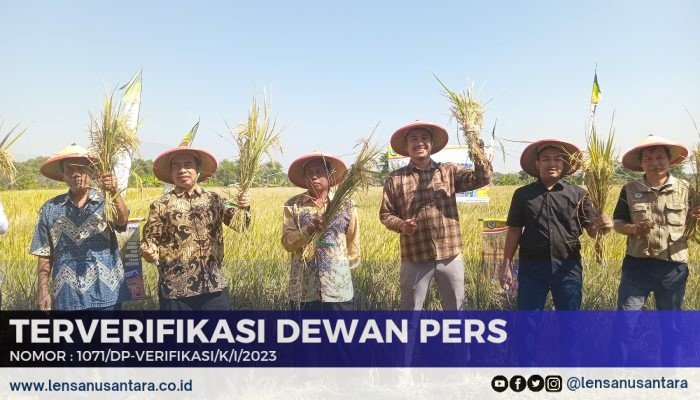 Hari Wuryanto Bacabup Madiun 2024 Panen Raya Padi Bersama Warga Desa Bantengan