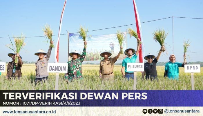 Panen Raya Desa Klumutan di Madiun: Kemitraan dengan Uni Eropa Dorong Produksi Beras Sehat dan Berkelanjutan