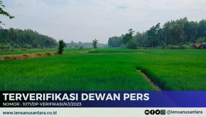 Ribuan Hektar Sawah di Purwakarta Diasuransikan untuk Cegah Petani Jika Alami Kerugian Gagal Panen