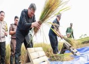 Produksi Padi di Purwakarta Sukses Capai Ratusan Ribu Ton