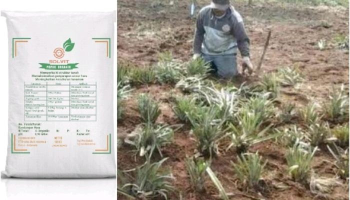 PT Envitec Multi Indonesia Salurkan CSR Pupuk Organik ke Petani di Desa Sepahat