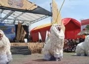 Pj Bupati Bondowoso, Setiap Tahun Harus Ada Desa Budaya