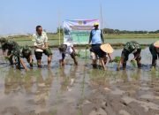 BBPOPT Kementan – Diperta Probolinggo Lakukan Gerakan Tanam Padi PAT Melalui Pompanisasi