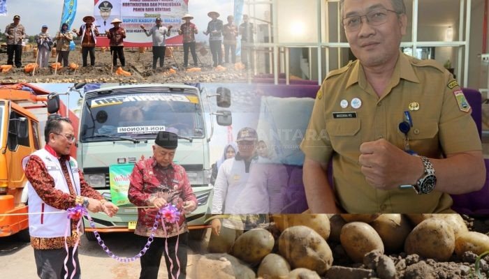 Potensi Kentang Kabupaten Malang, Sumber Pangan Strategis untuk Masa Depan