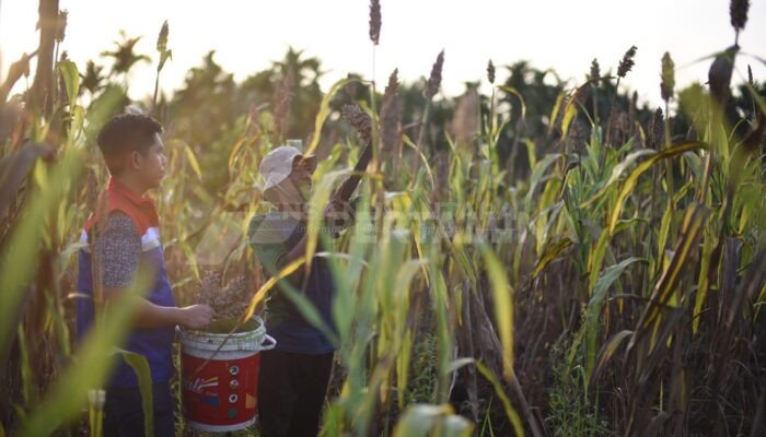 Dari Pertanian Sorgum, Beragam Inovasi PT KPI Hasilkan Segudang Manfaat Bagi Ibu Pertiwi