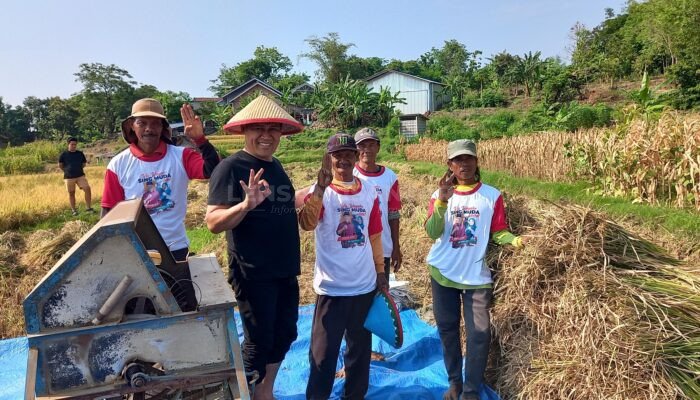 Ikut Panen Padi, Cabup Magetan Nomor Urut 03 Komitmen Sejahterakan Petani