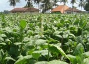 Harga Tembakau Rajang di Situbondo Tembus 130 Ribu Per-Kilogram