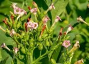 Varietas I dan II, Icon Tembakau Bondowoso