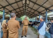 Plt Bupati Malang Tinjau Produksi Keju Gouda, Siap Ekspansi Pasar