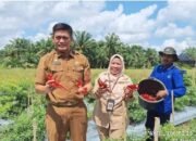 Pemkab Kampar Panen Raya Cabai dan Resmikan Bangsal Paska Panen