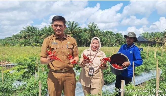 Pemkab Kampar Panen Raya Cabai dan Resmikan Bangsal Paska Panen